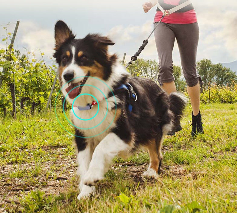 BeidouTrack GPS Pet Collar – Military-Grade Satellite Positioning with 500mAh Battery | Black & Red — Prime Trend Market