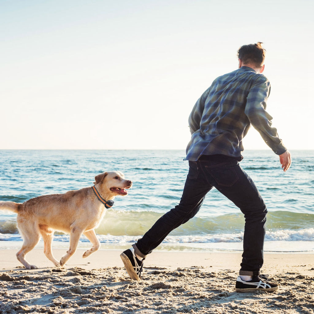 2-in-1 Dog GPS Fence Tracker & Wireless Collar — IPX6 Waterproof, 760 Acres, iOS Compatible — Prime Trend Market