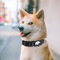 PawShield GPS Tracker Collar Mount – Protective Sleeve Holder for Pet GPS Trackers | 5 Colors, 2 Sizes — Prime Trend Market
